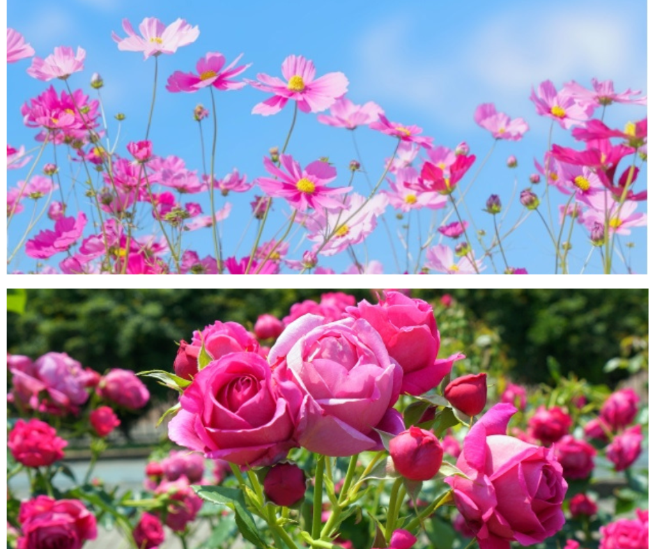 色づく季節、花が奏でる秋のハーモニー。神奈川県で見つける秋の花々！